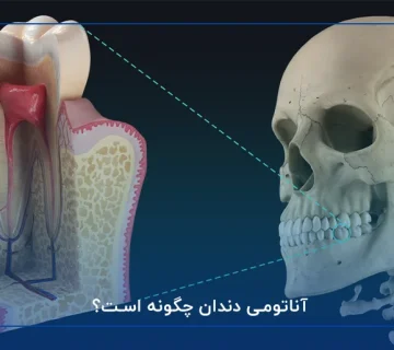 آناتومی دندان چگونه است؟
