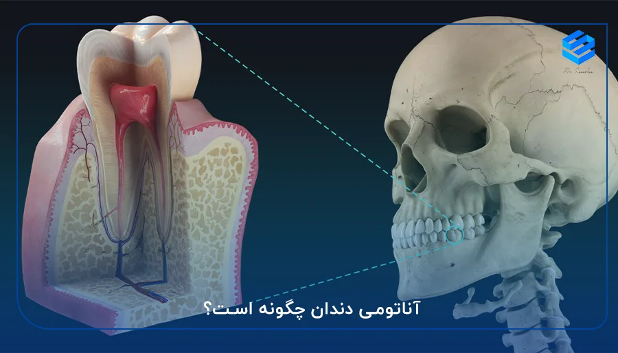 آناتومی دندان چگونه است؟